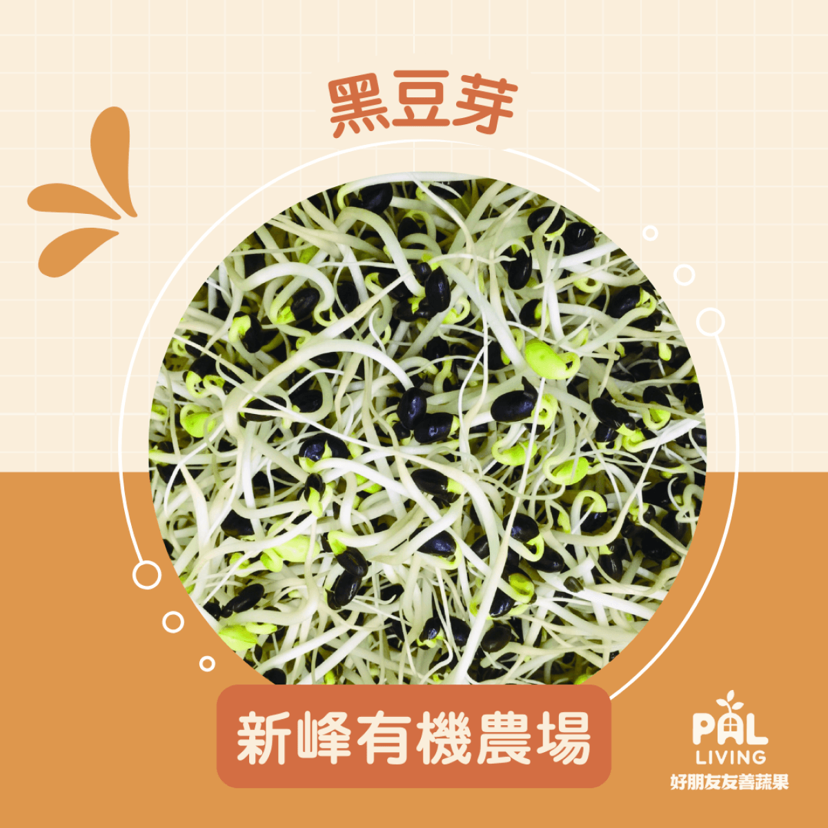 【預購】黑豆芽
