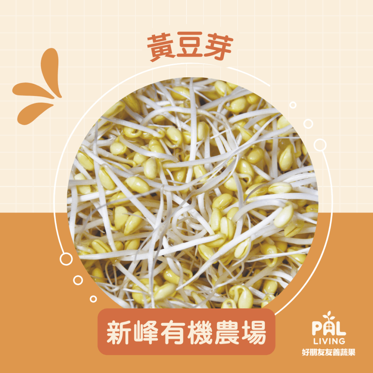 【預購】黃豆芽