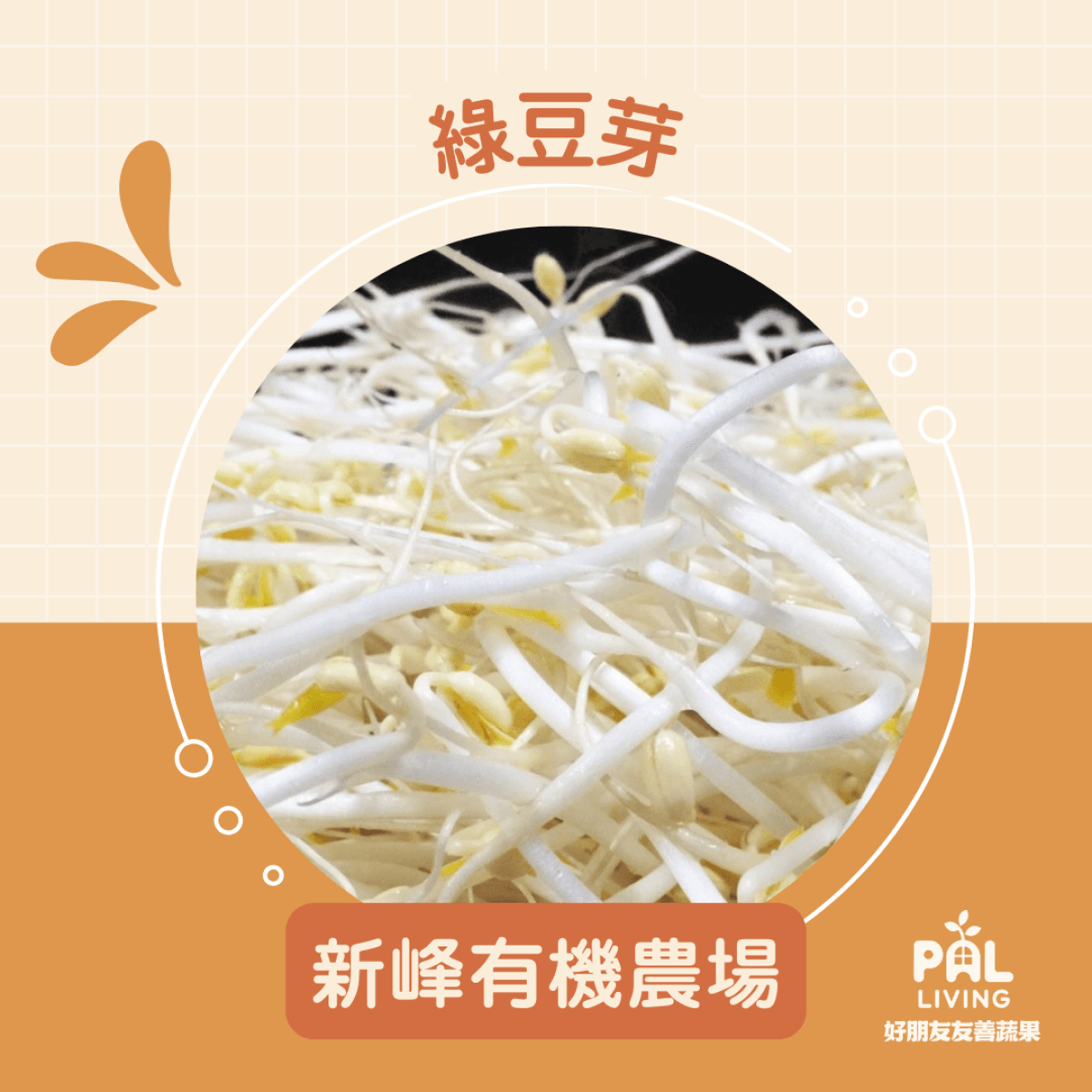 【預購】綠豆芽