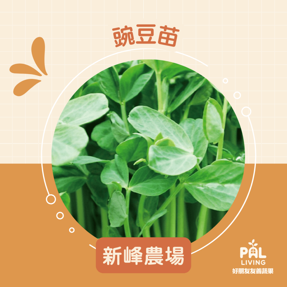 【預購】豌豆苗