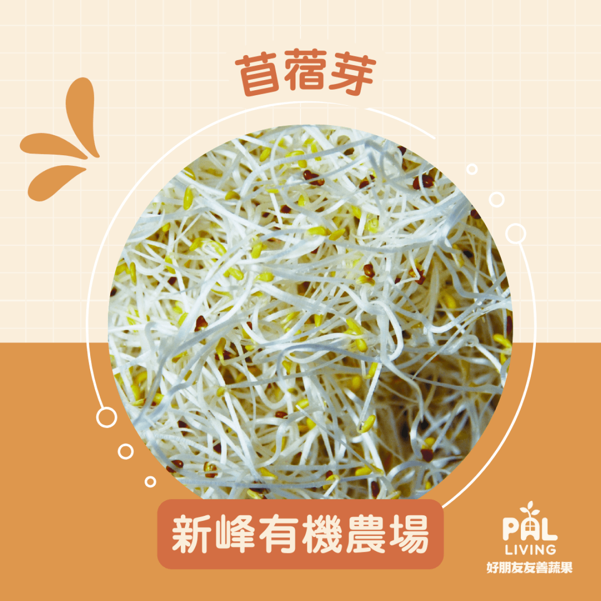 【預購】苜蓿芽