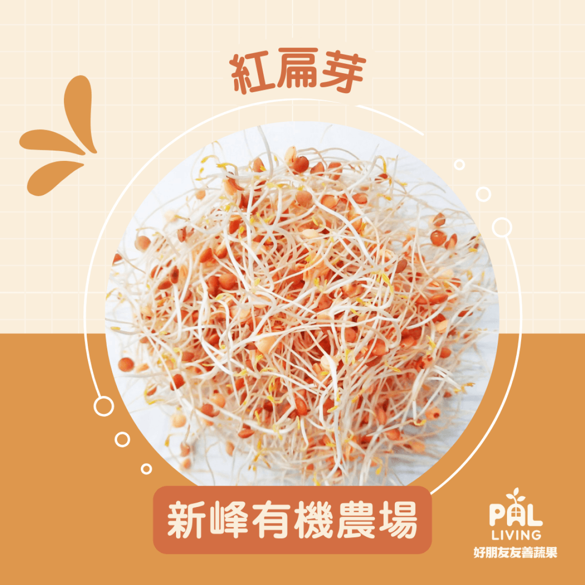 紅扁豆芽