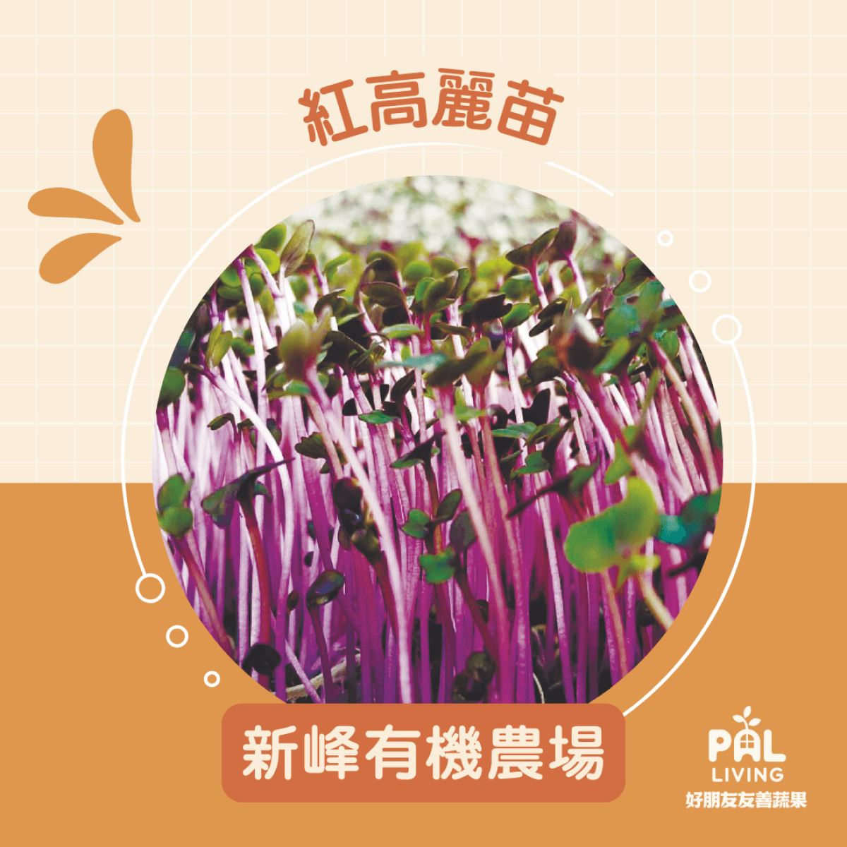 【預購】紅高麗苗