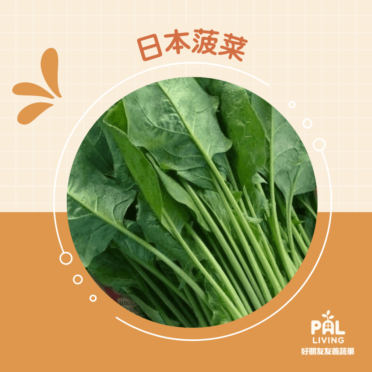 有機日本菠菜