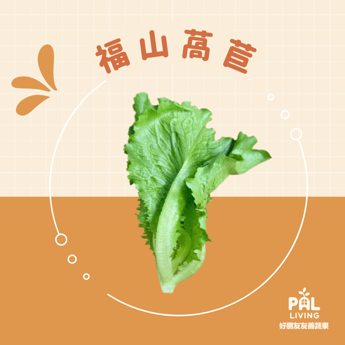 福山萵苣