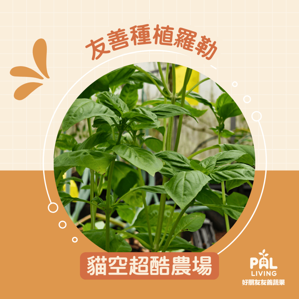 貓空超酷農場 | 友善種植羅勒