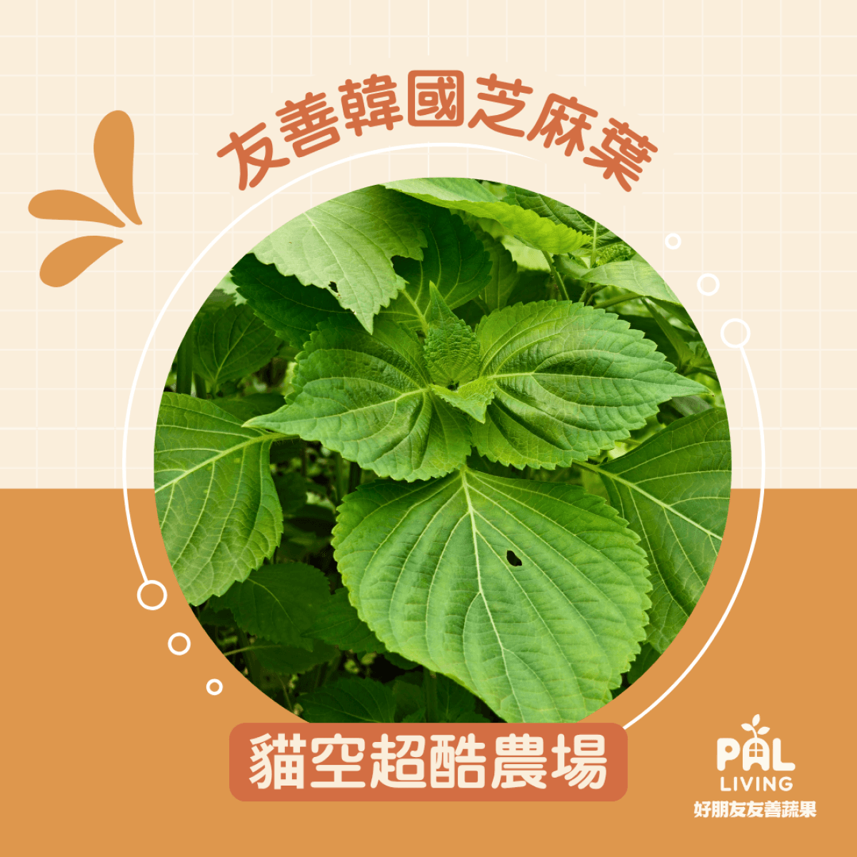 貓空超酷農場 | 友善韓國芝麻葉