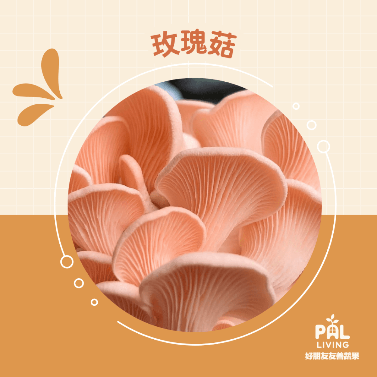 玫瑰菇