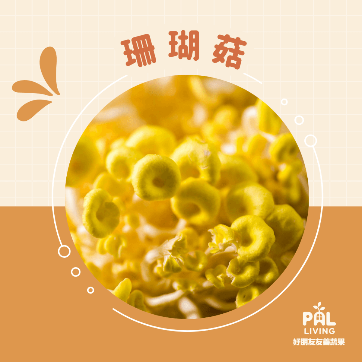 珊瑚菇