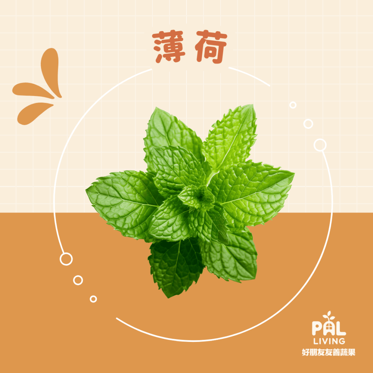 友善蘋果薄荷