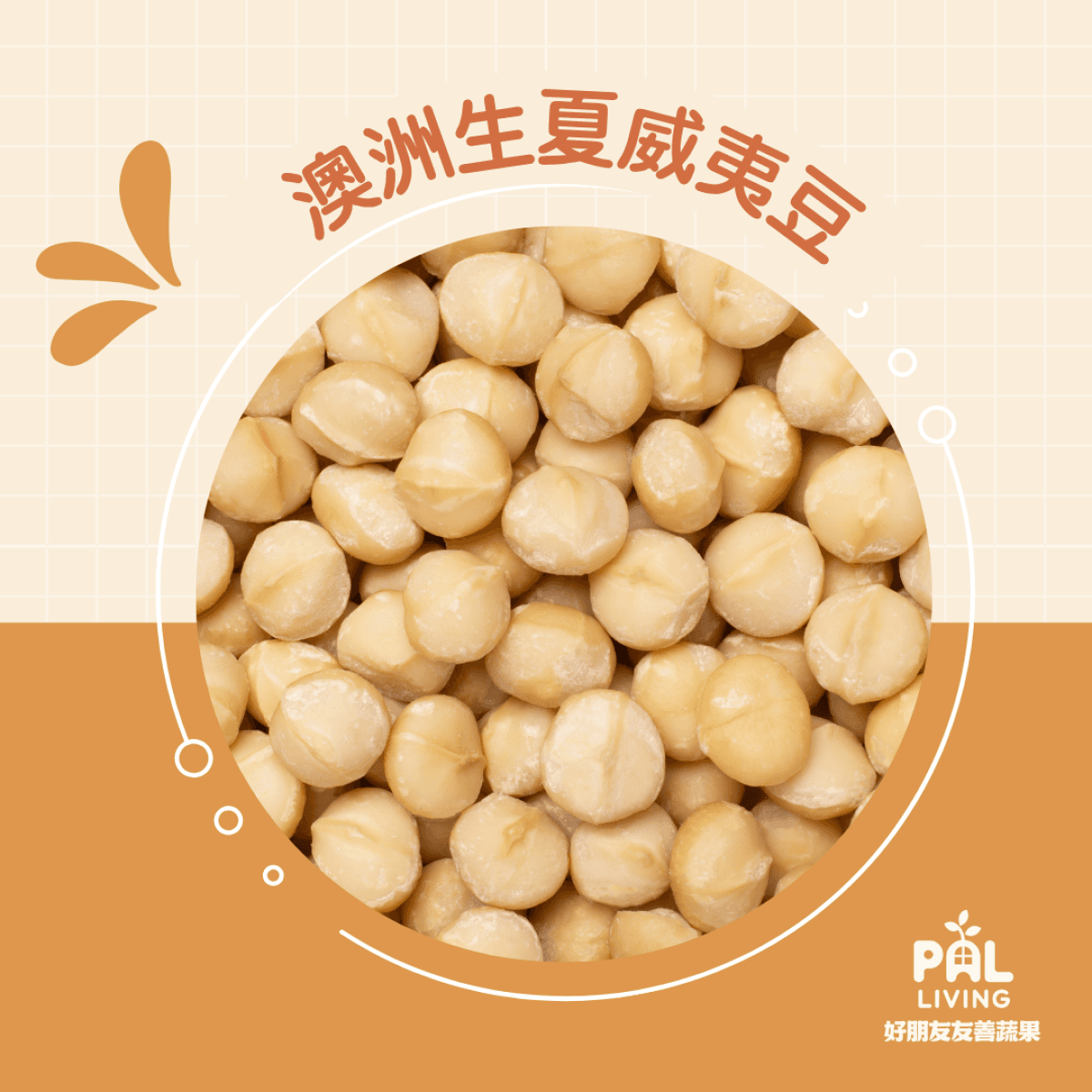 澳洲生夏威夷豆1號.整顆