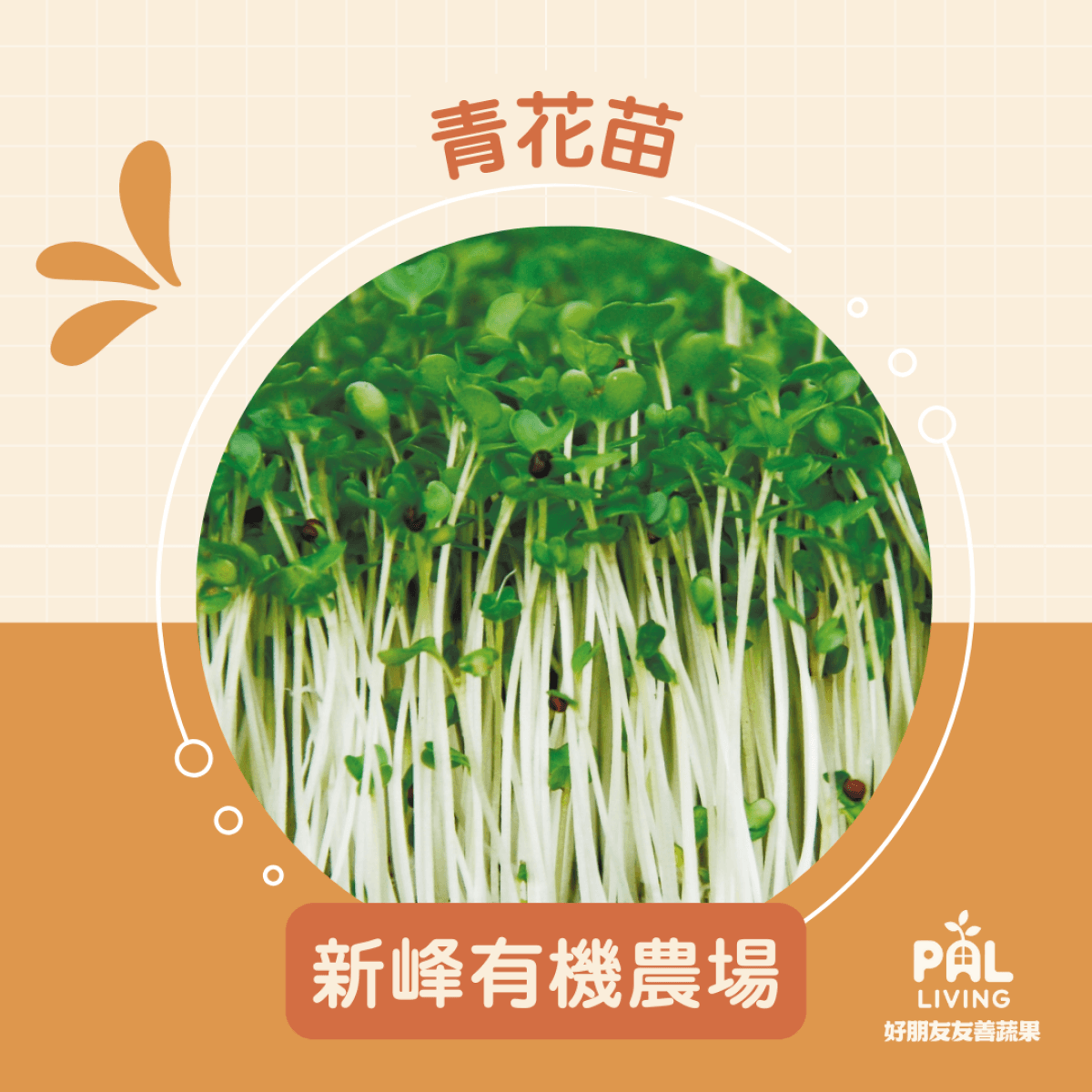 【預購】青花苗