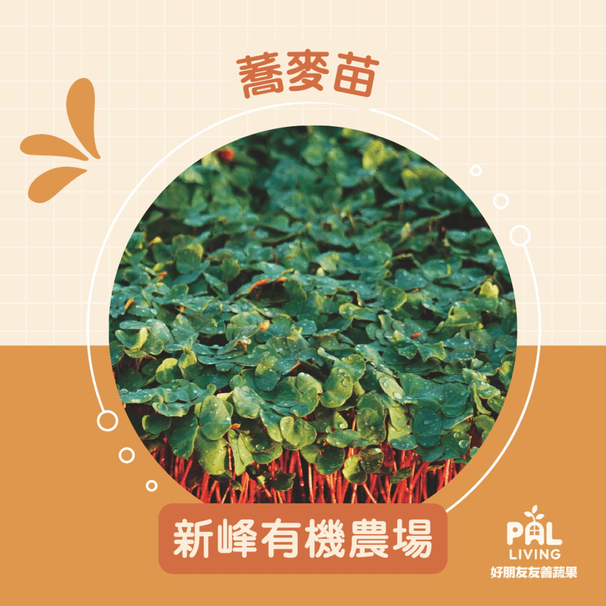 【預購】蕎麥苗