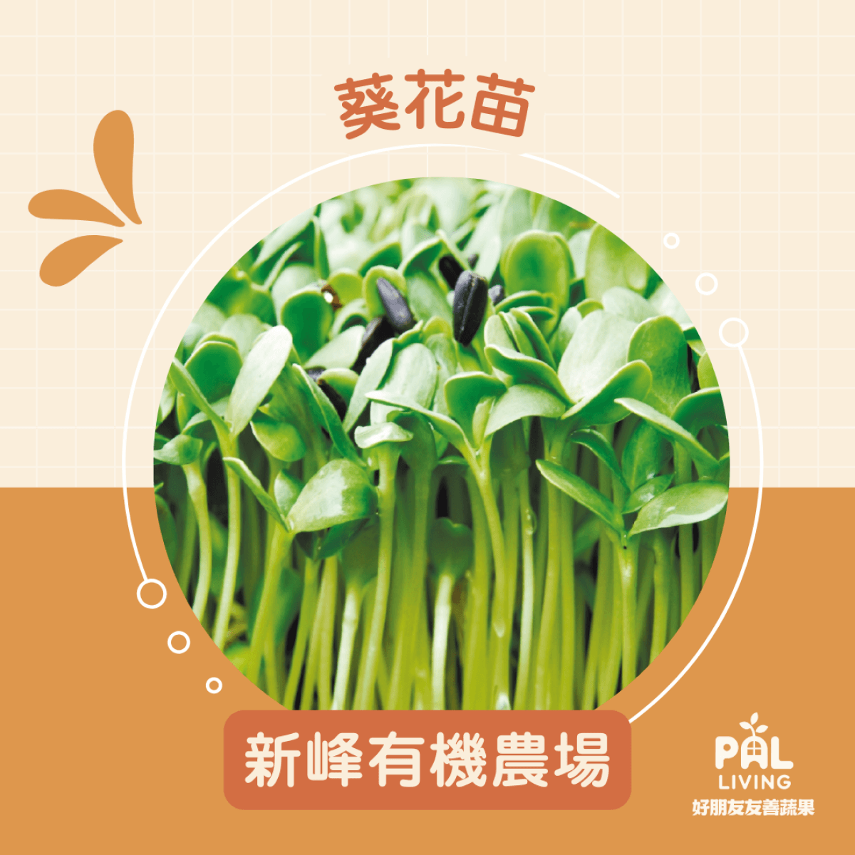 【預購】葵花苗