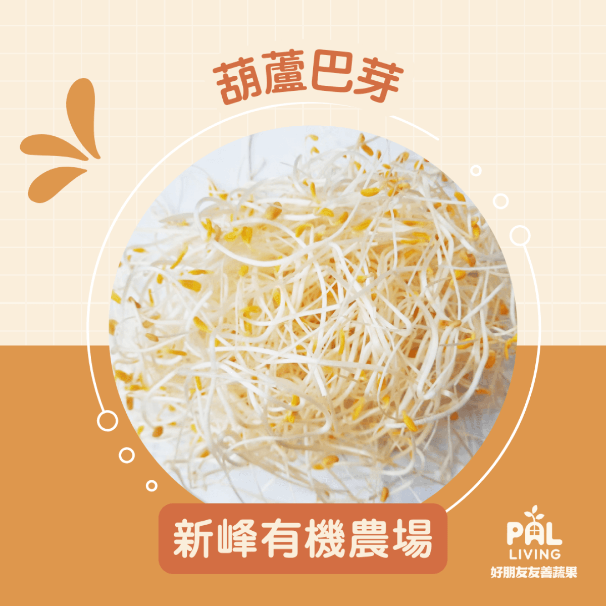 【預購】葫蘆巴芽