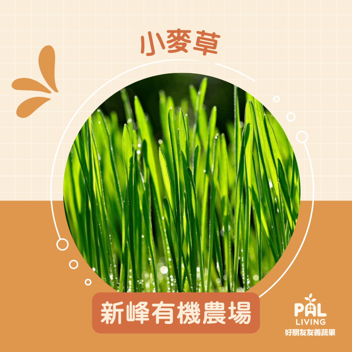 【預購】小麥草