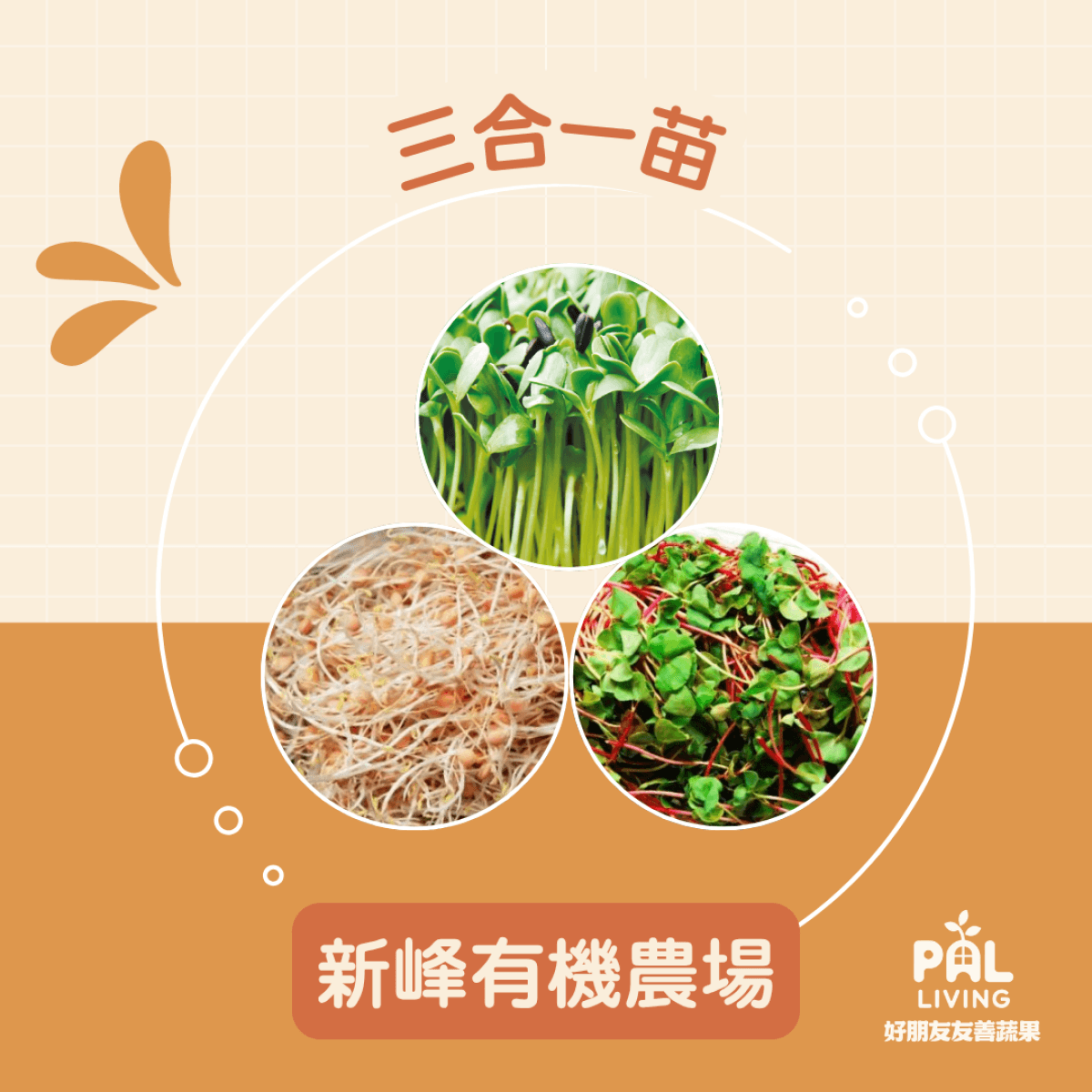 【預購】三合一苗