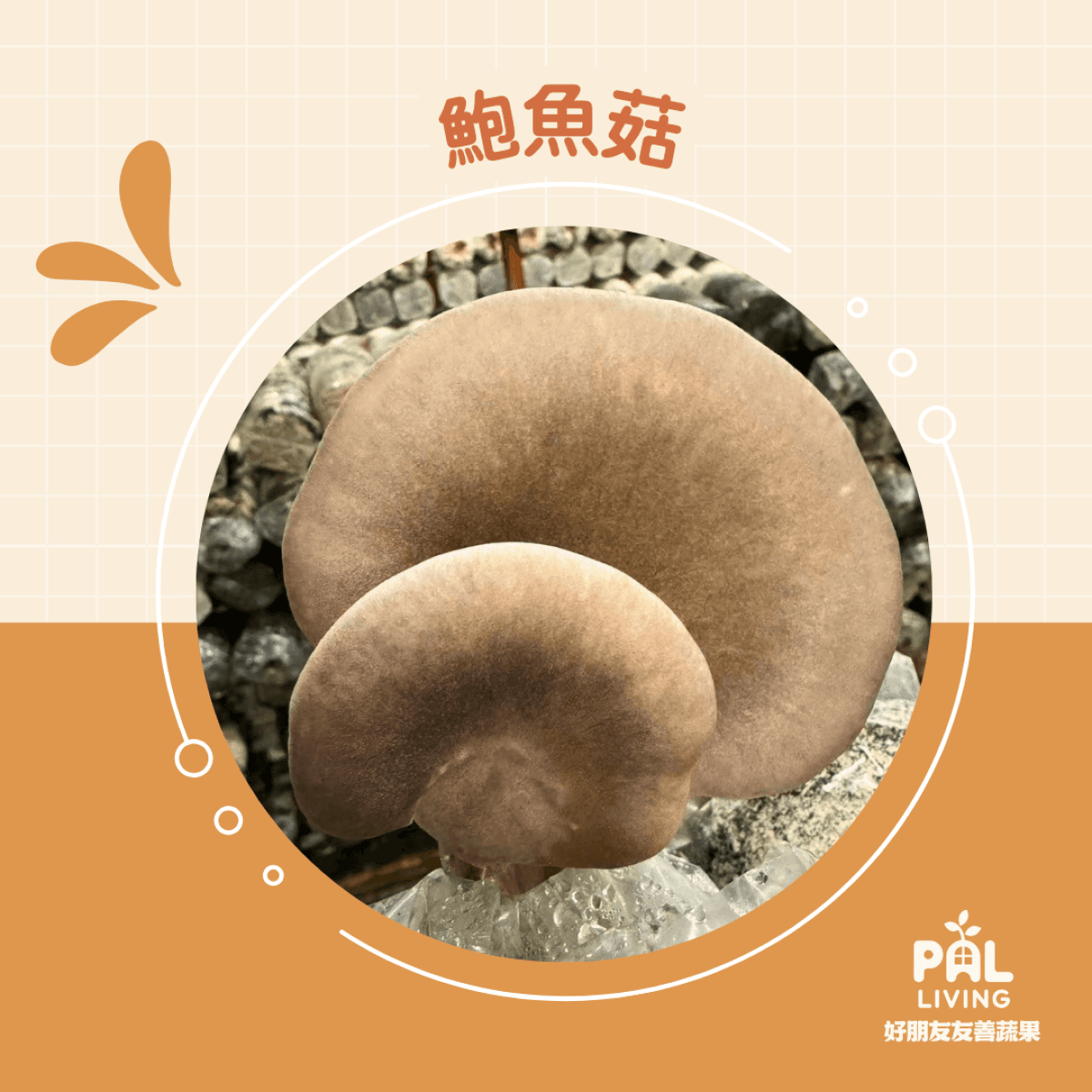 鮑魚菇