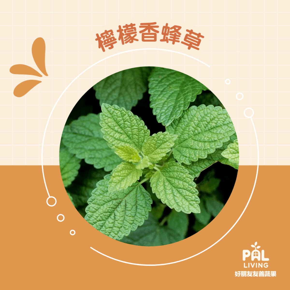 友善檸檬香蜂草